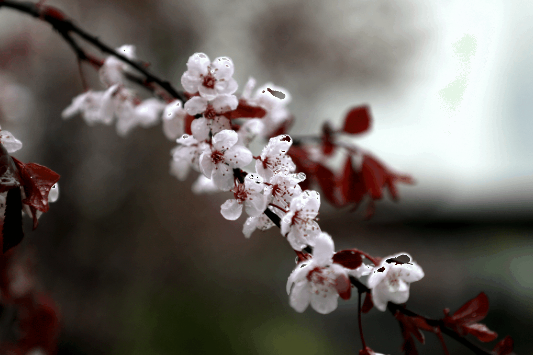 生态水泥的春（三）